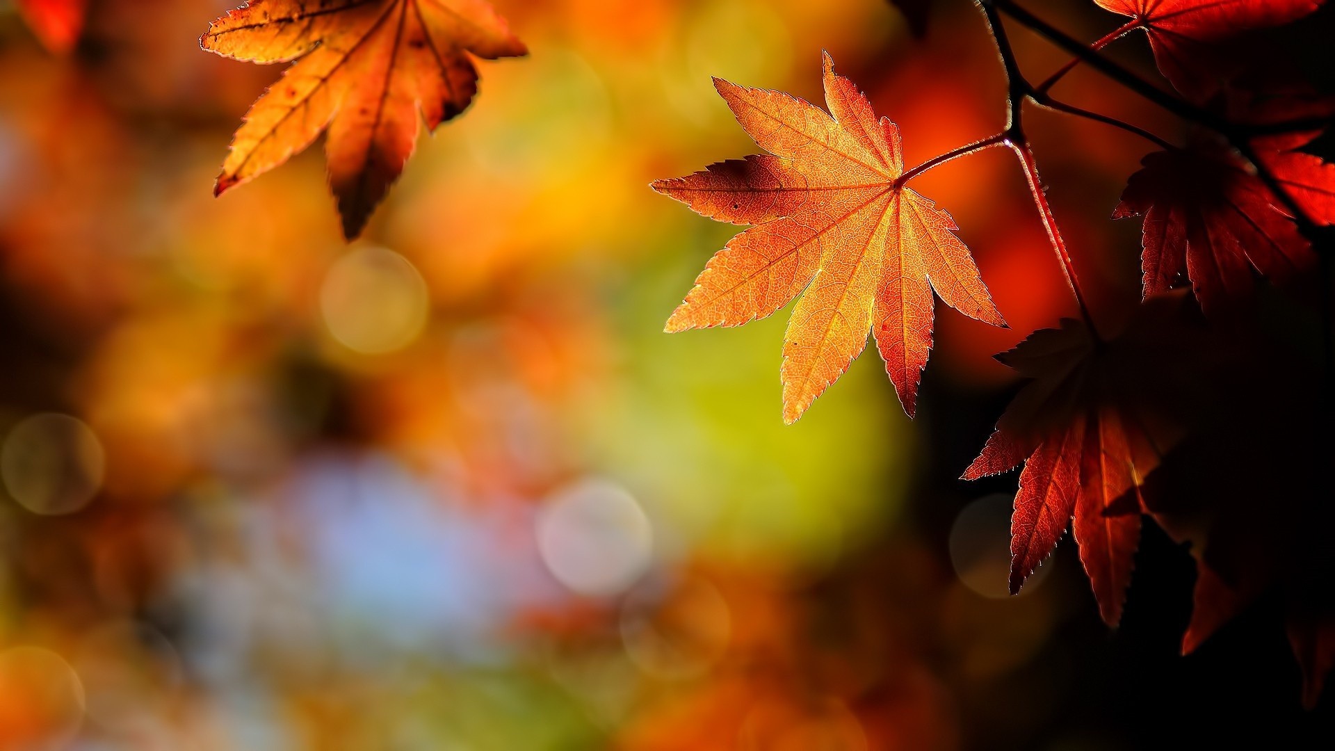 Fall Enrollment