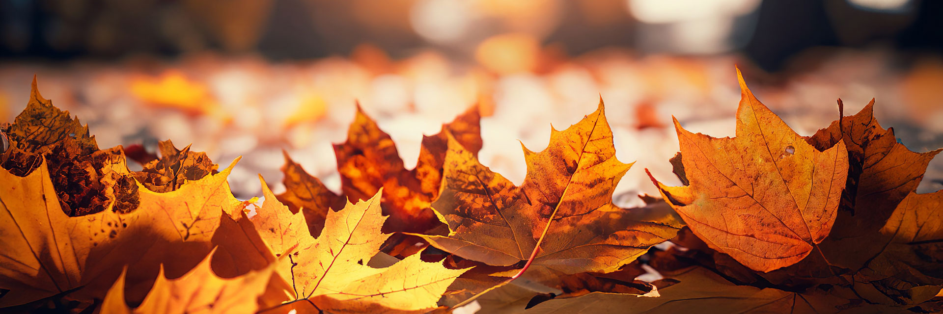 Fall Enrollment